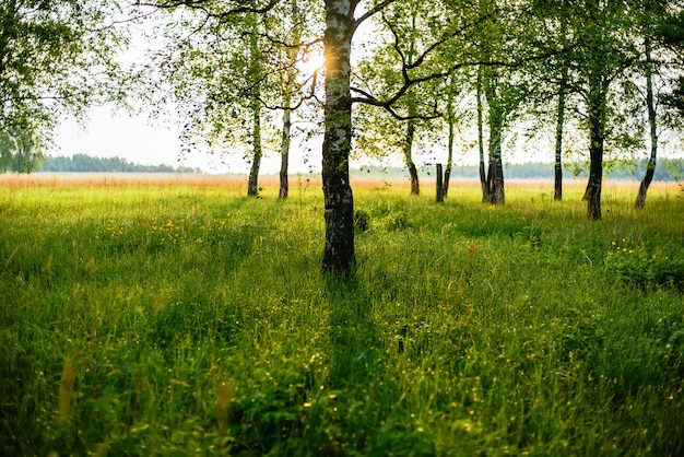 Foresta di betulle con il sole che splende