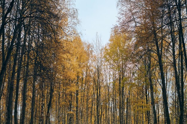 Foresta di betulle d'autunno
