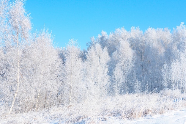 Foresta di betulle invernali innevate contro il cielo blu.