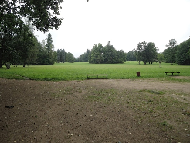 Foresta di Bialowieza Polonia