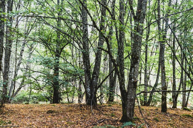 Foresta di bosco autunnale con luce che mostra 11