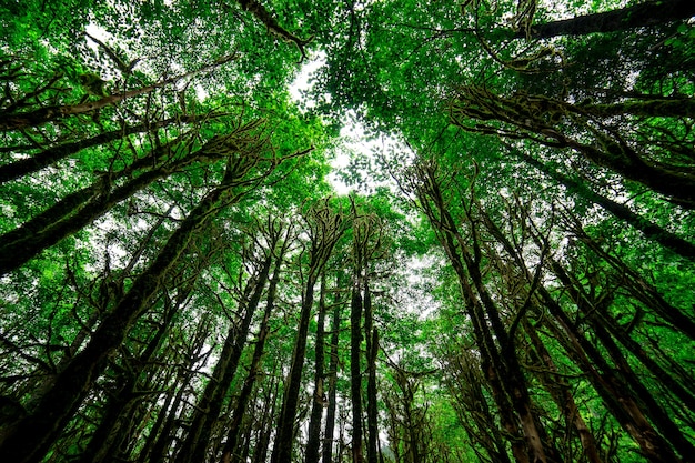 Foresta di bosso. Rize - Turchia