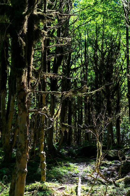 Foresta di bosso. Rize - Turchia