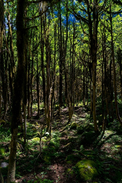 Foresta di bosso. Rize - Turchia