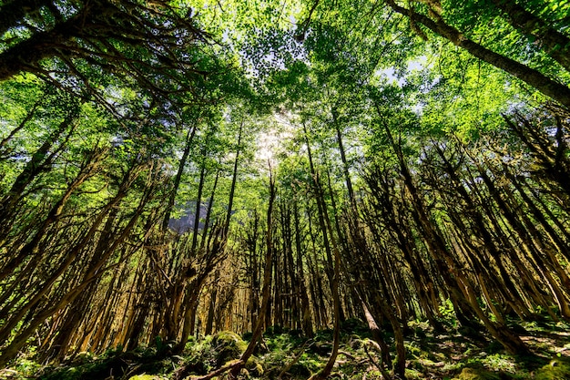 Foresta di bosso. Rize - Turchia