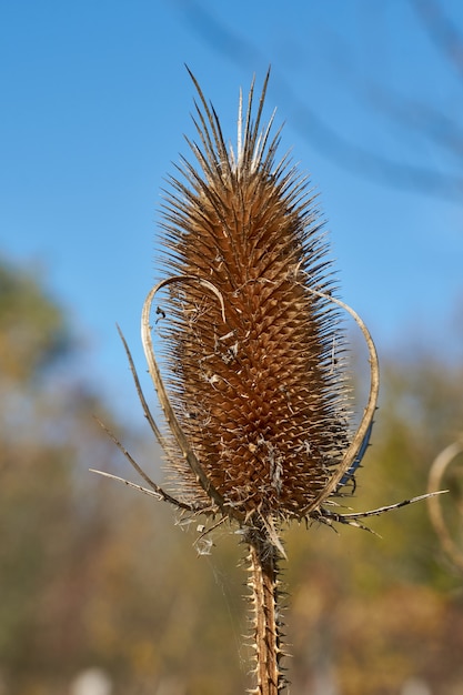 Foresta di cardi, infiorescenza secca.