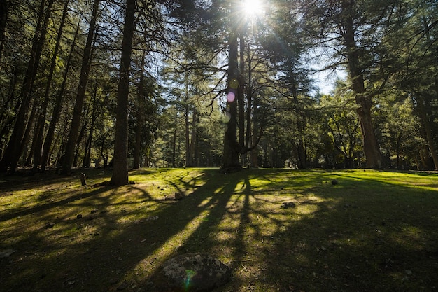 Foresta di cedri di Azrou in Marocco