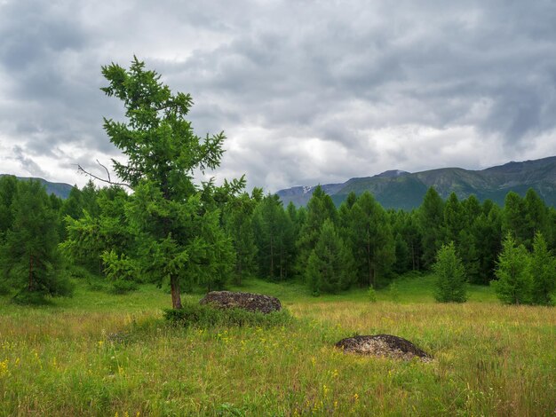 Foresta di cedri, sfondo naturale verde della taiga siberiana. Riserva naturale, concetto di pianeta verde.