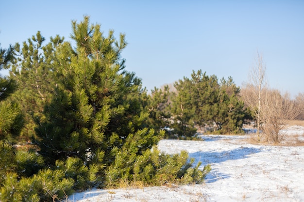 Foresta di conifere di inverno, alberi di Natale verdi in uno schiarimento sparso con neve