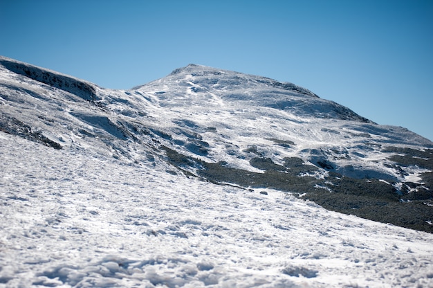 Foresta di conifere di montagna invernale