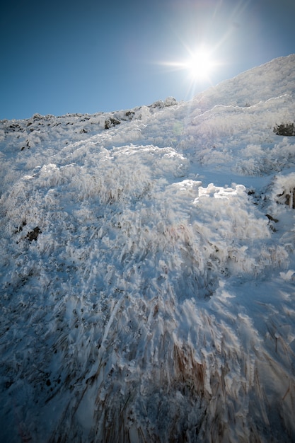 Foresta di conifere di montagna invernale