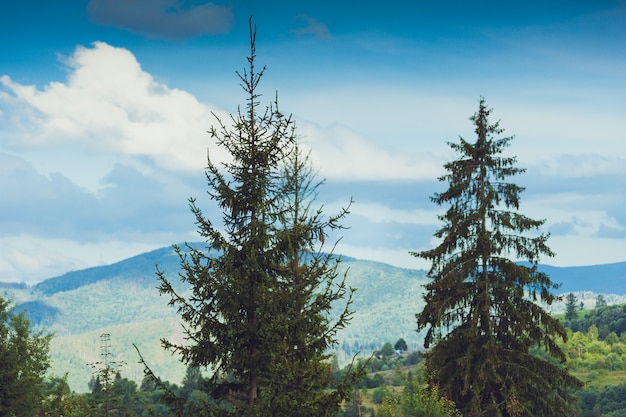 Foresta di conifere in montagna