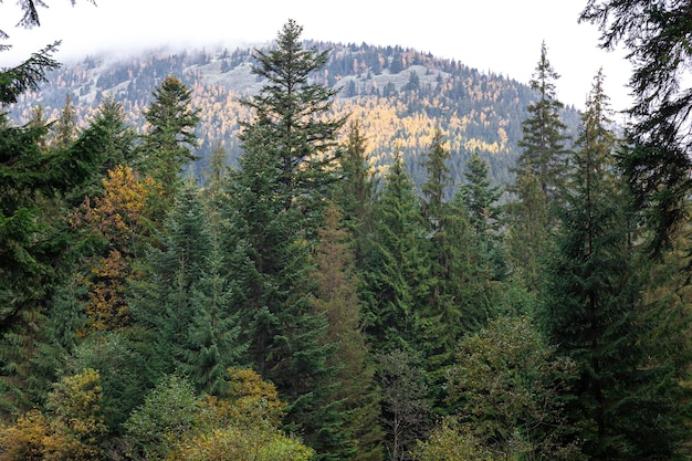 Foresta di conifere negli altopiani all'inizio dell'autunno