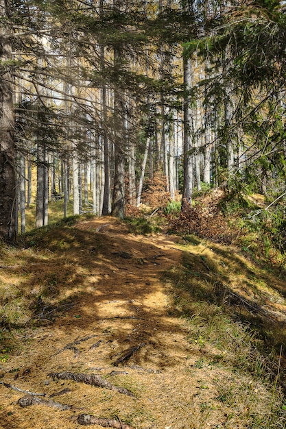 Foresta di conifere nella stagione autunnale illuminata dal sole