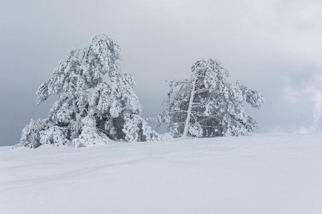 Foresta di conifere nella trama invernale