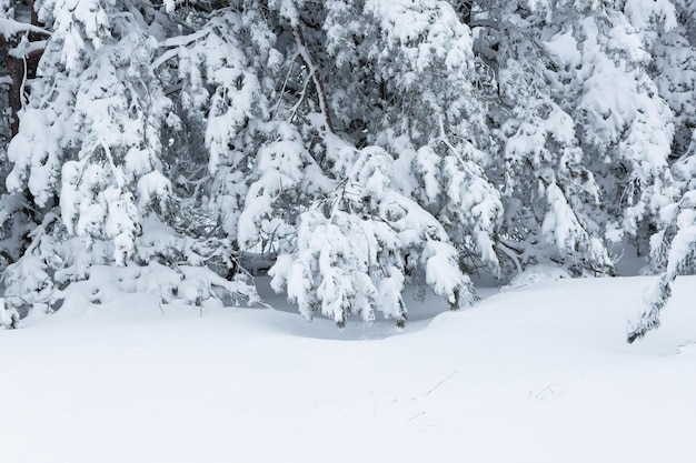 Foresta di conifere nella trama invernale