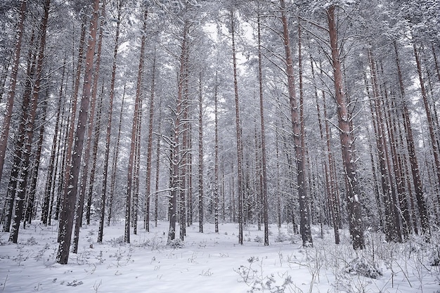 foresta di conifere ricoperta di brina, paesaggio invernale neve alberi