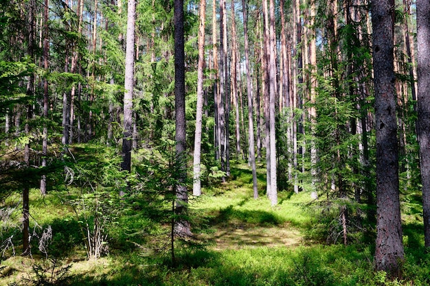 Foresta di conifere ricoperta di verde