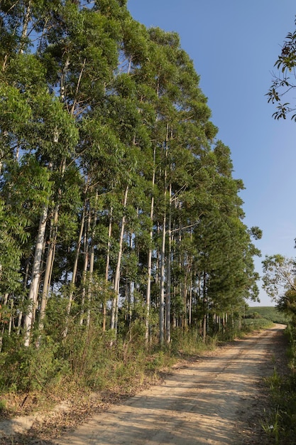 Foresta di eucalipti accanto a una strada di campagna