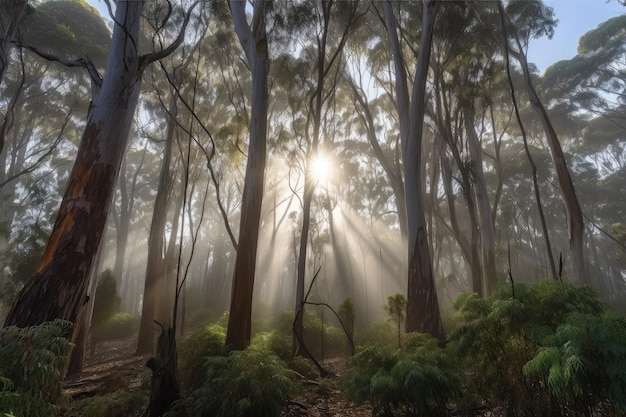 Foresta di eucalipti con il sole che splende attraverso l'aria nebbiosa