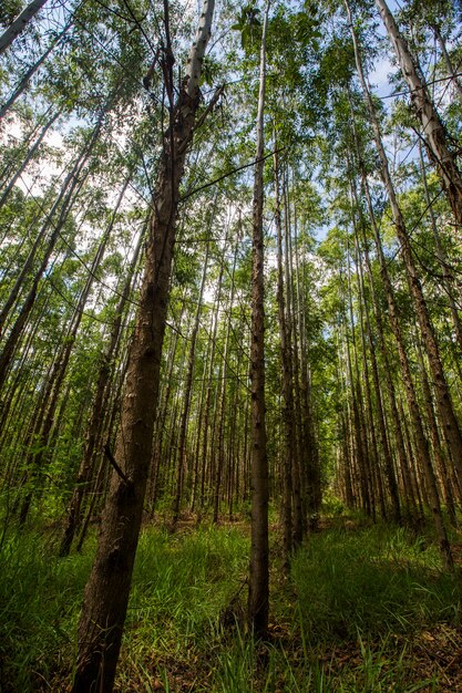 Foresta di eucalipti nello stato di San Paolo - Brasile. Impianti per l'industria della carta