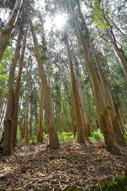 Foresta di eucalipto in Galizia in Spagna