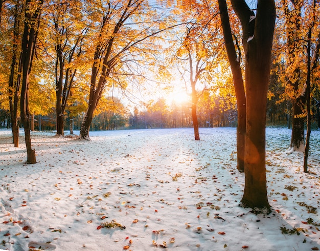 Foresta di faggi con prima neve invernale