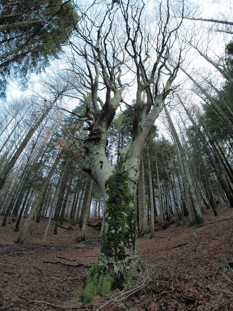 Foresta di faggi con un albero molto vecchio a Calamone Ventasso Lago Italia