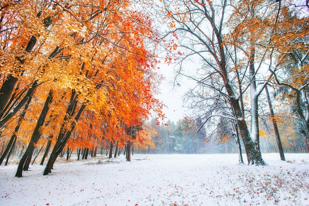 Foresta di faggi di montagna di ottobre con prima neve invernale.