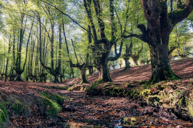 Foresta di faggi di Otzarreta Paesi Baschi Spagna