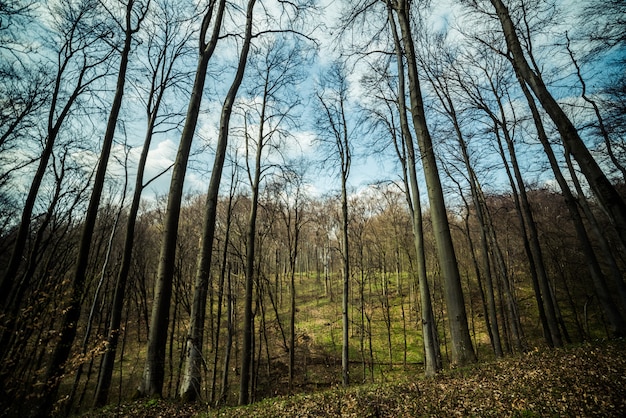 Foresta di faggi primavera