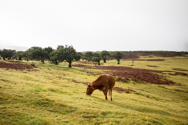 Foresta di Fanal a Madera