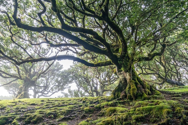 Foresta di Fanal a Madera