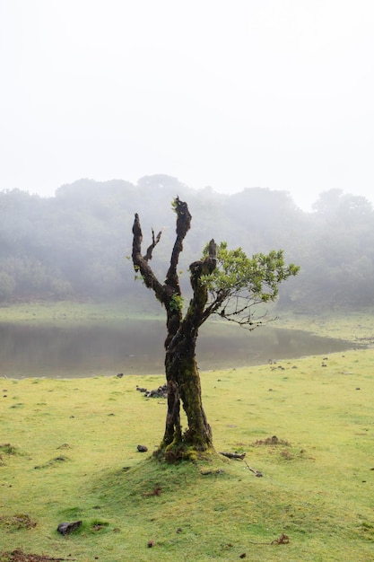 Foresta di Fanal a Madera