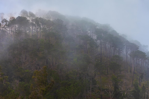 Foresta di fantasia nel paesaggio della nebbia Madeira