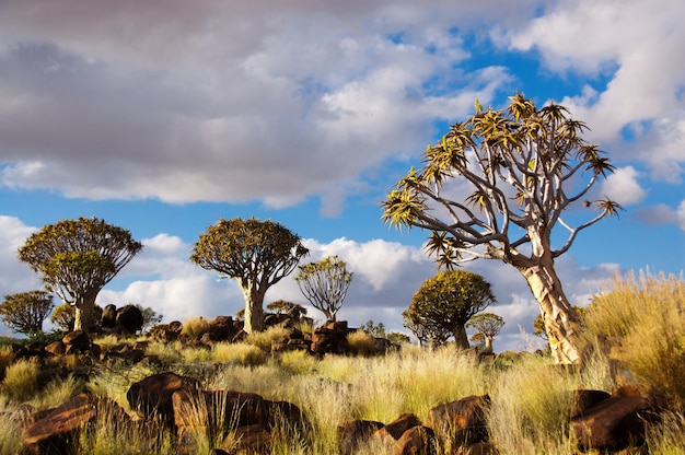 Foresta di faretra. Kokerbooms in Namibia, Africa. Natura africana