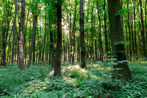 Foresta di foglie verdi