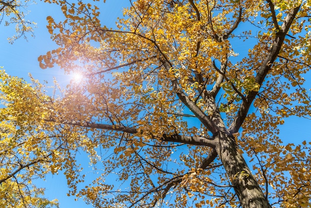 Foresta di ginkgo giallo nel Parco Jinqiu