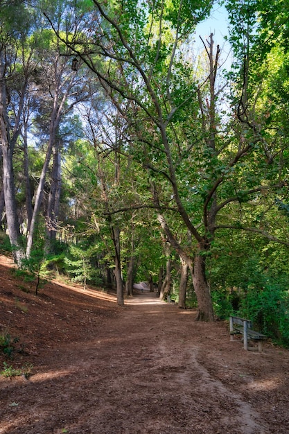 Foresta di grandi alberi in autunno