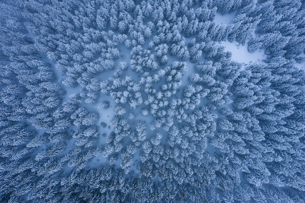 Foresta di inverno con alberi gelidi, vista aerea