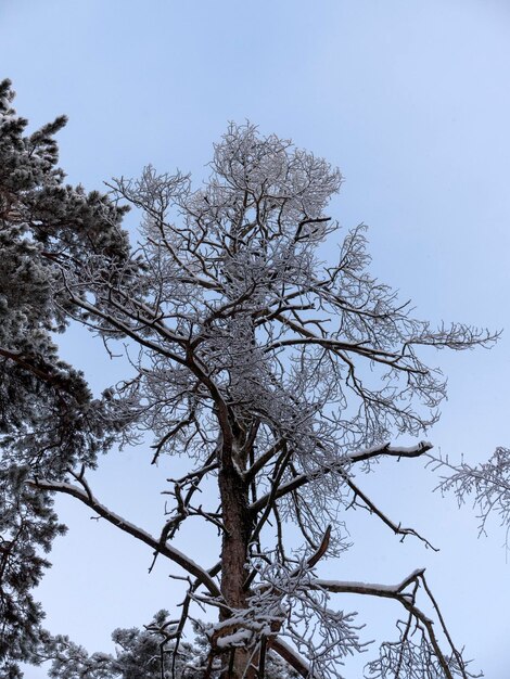 Foresta di inverno durante uno sfondo naturale di nevicata