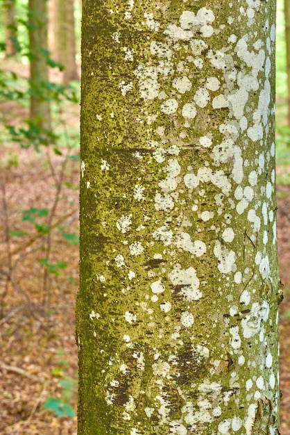 Foresta di latifoglie Danimarca Foresta di latifoglie incolta Danimarca