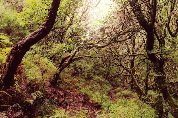 Foresta di Madera