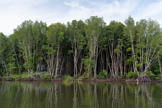 Foresta di mangrovie con acqua dolce