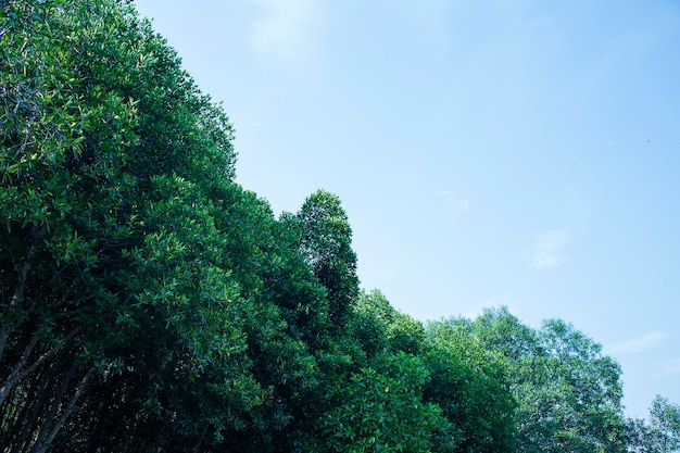 Foresta di mangrovie con cielo azzurro