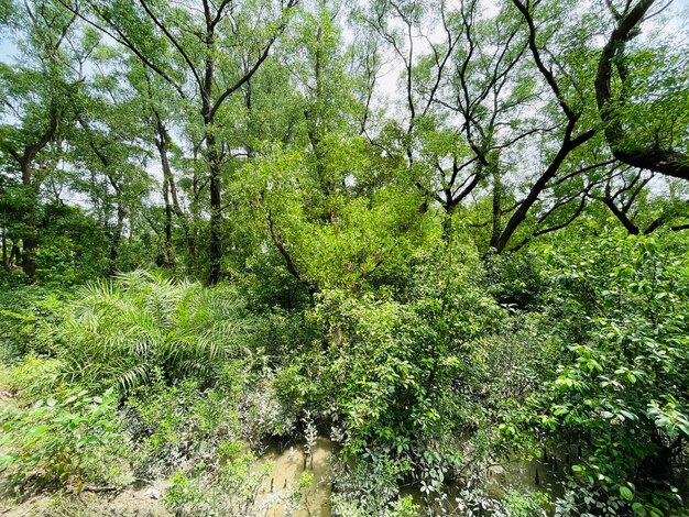 Foresta di mangrovie con splendida spiaggia