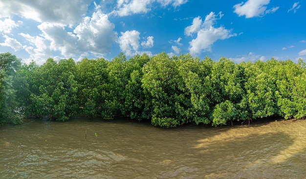 foresta di mangrovie, foresta di mangrovie rosse e acque poco profonde in un'isola tropicale, foresta di mangrovie, mangro