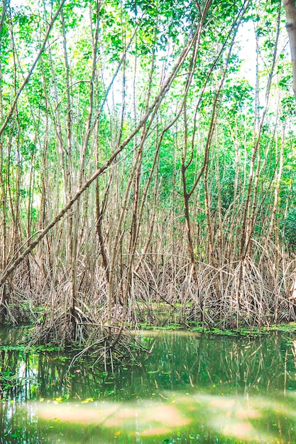 Foresta di mangrovie in Asia Thailandia