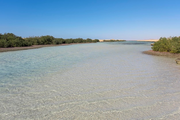 Foresta di mangrovie in egitto africa alberi di mangrovie egiziane in acqua nella riva dello stretto del rosso