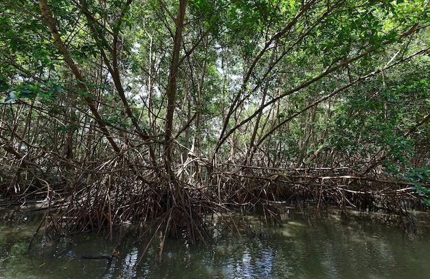 Foresta di mangrovie nell'isola della Martinica Indie occidentali francesi